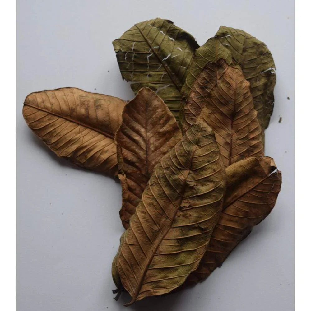 Dried Guava Leaves for Fishes and Shrimps