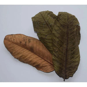 Dried Guava Leaves for Fishes and Shrimps