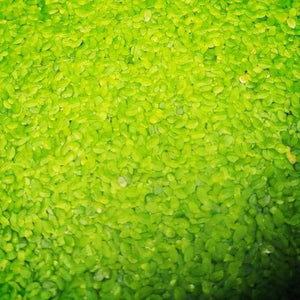 Duckweed