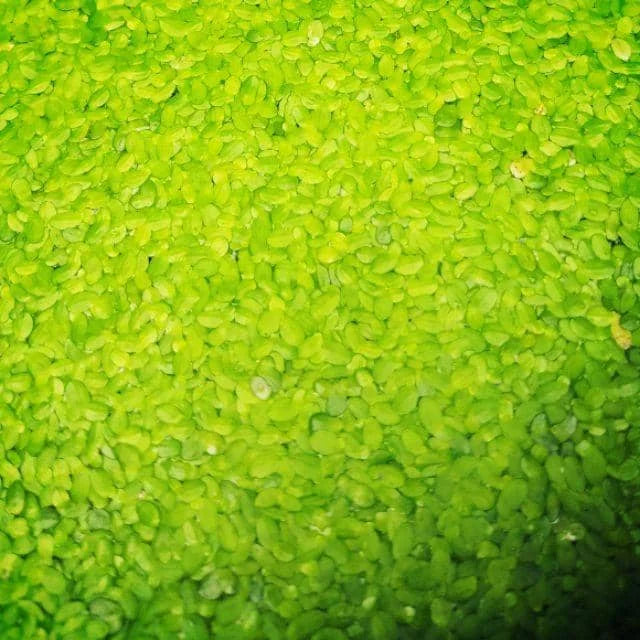 Duckweed