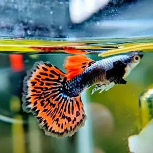 Dumbo Red Mosaic Guppy