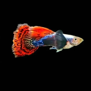 Dumbo Red Mosaic Guppy