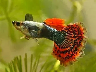 Dumbo Red Mosaic Guppy