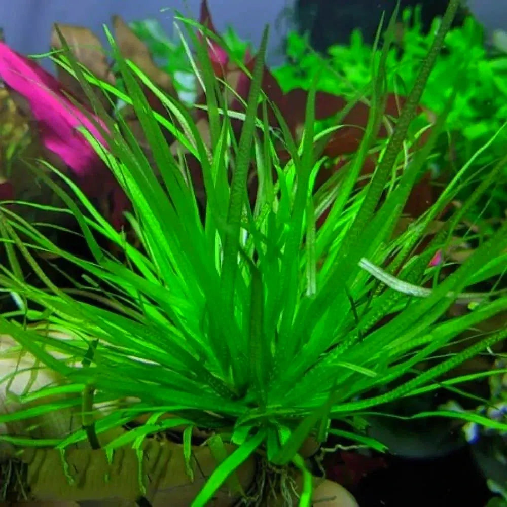 Dwаrf Blyxa - Blyxa Japonica