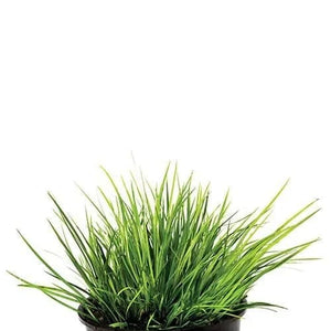 Dwarf Gold Rush