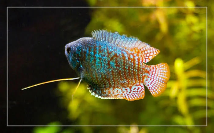 Dwarf Neon Gourami - Trichogaster Lalius