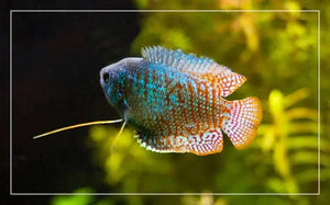 Dwarf Neon Gourami - Trichogaster Lalius