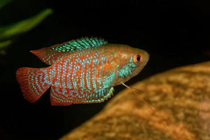 Dwarf Neon Gourami - Trichogaster Lalius