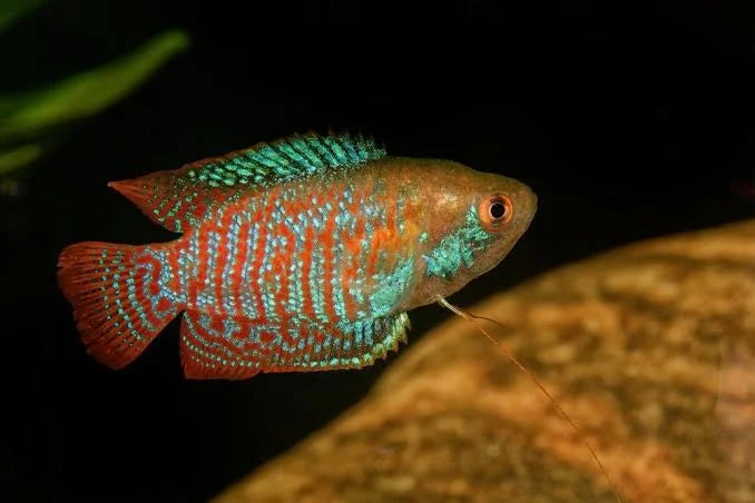 Dwarf Neon Gourami - Trichogaster Lalius