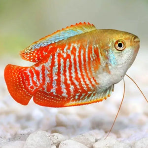 Dwarf Neon Gourami - Trichogaster Lalius
