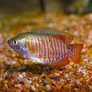 Dwarf Neon Gourami - Trichogaster Lalius