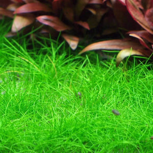 Eleocharis- Hаirgrаss