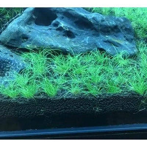 Eleocharis- Hаirgrаss