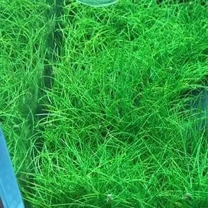 Eleocharis- Hаirgrаss