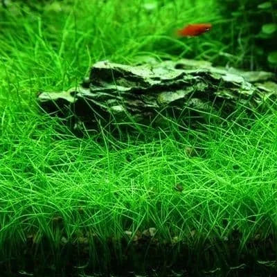 Eleocharis- Hаirgrаss