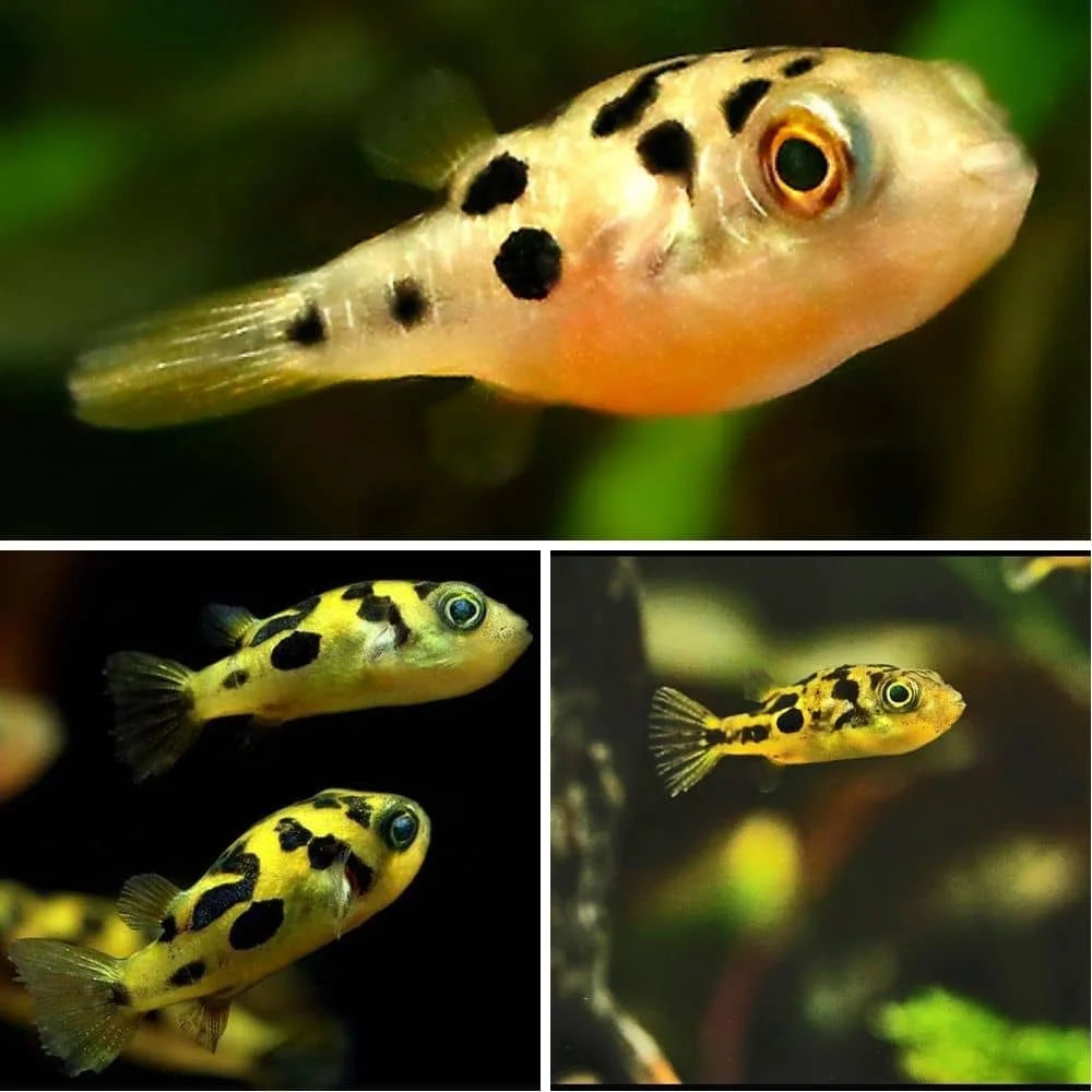 Dwarf Mini Puffer Fish - Pea Puffer