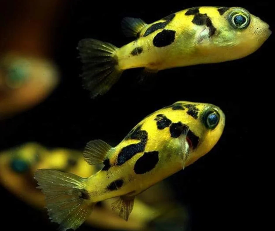 Dwarf Mini Puffer Fish - Pea Puffer