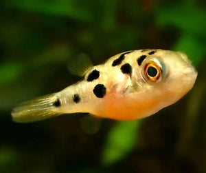 Dwarf Mini Puffer Fish - Pea Puffer