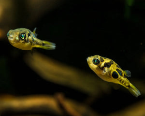 Dwarf Mini Puffer Fish - Pea Puffer