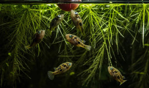 Dwarf Mini Puffer Fish - Pea Puffer