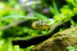 Dwarf Mini Puffer Fish - Pea Puffer