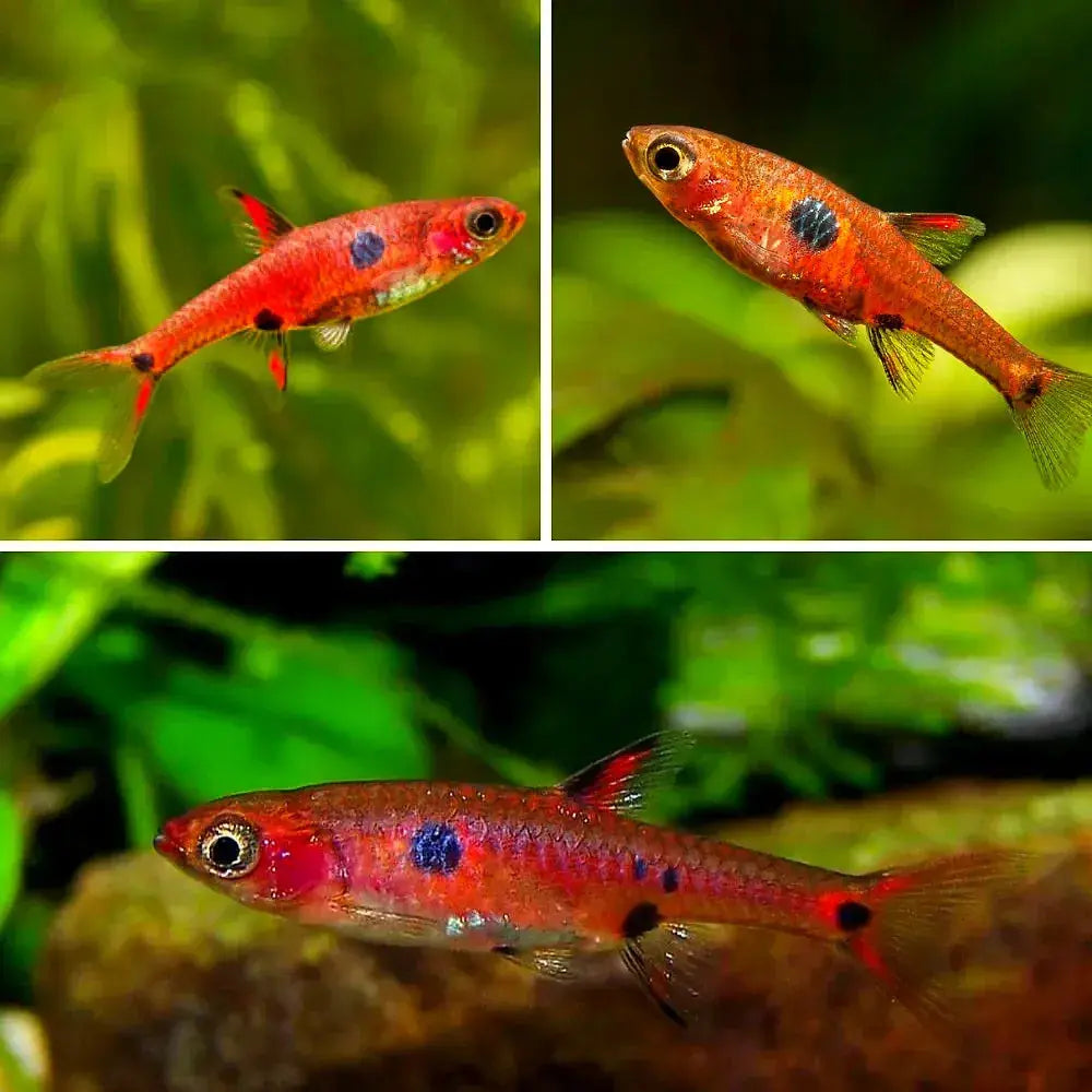 Rasbora Maculata - Dwarf Rasbora