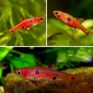 Rasbora Maculata - Dwarf Rasbora