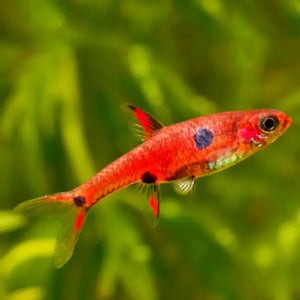 Rasbora Maculata - Dwarf Rasbora