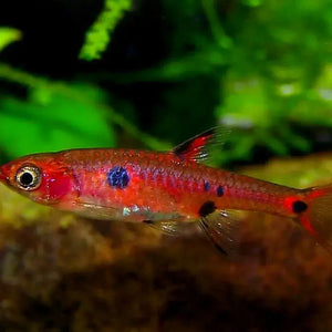 Rasbora Maculata - Dwarf Rasbora