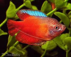 Dwarf Red Flame Gourami - Trichogaster Lalius