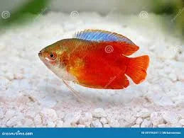 Dwarf Red Flame Gourami - Trichogaster Lalius