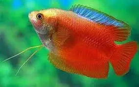 Dwarf Red Flame Gourami - Trichogaster Lalius