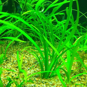 Dwarf Sagittaria - Sagittaria subulata