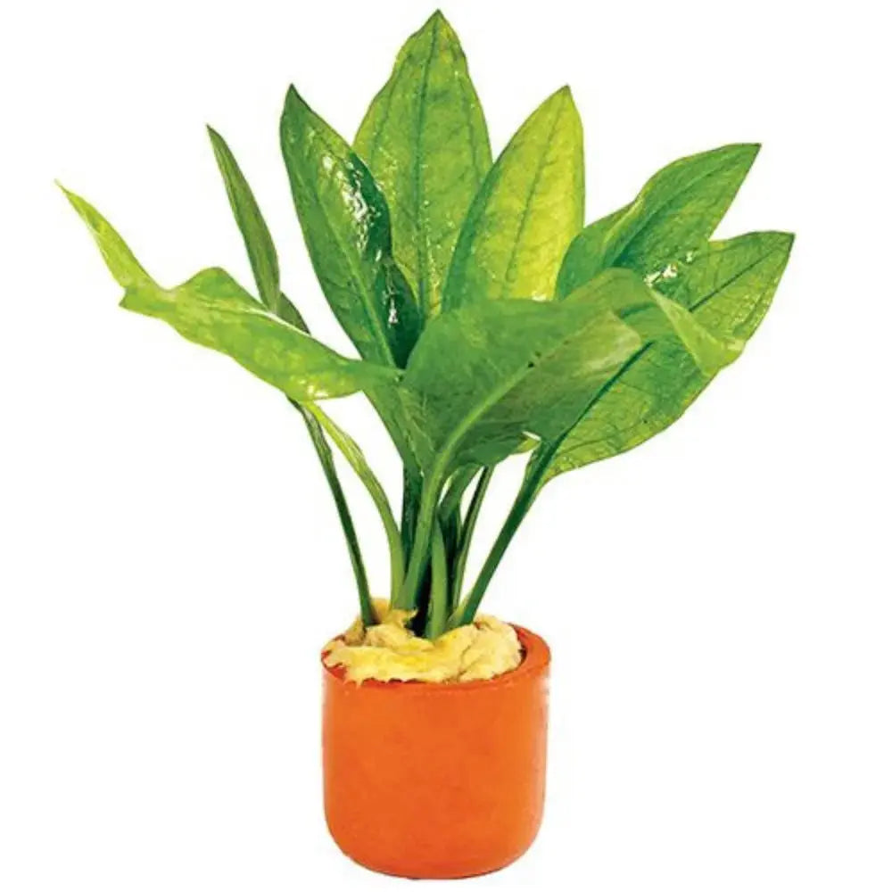 Echinodorus Bleheri - 3cm Terracotta Pot