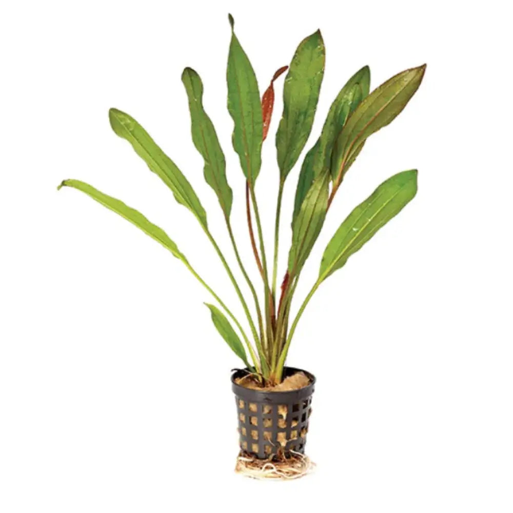 Echinodorus Martii Red