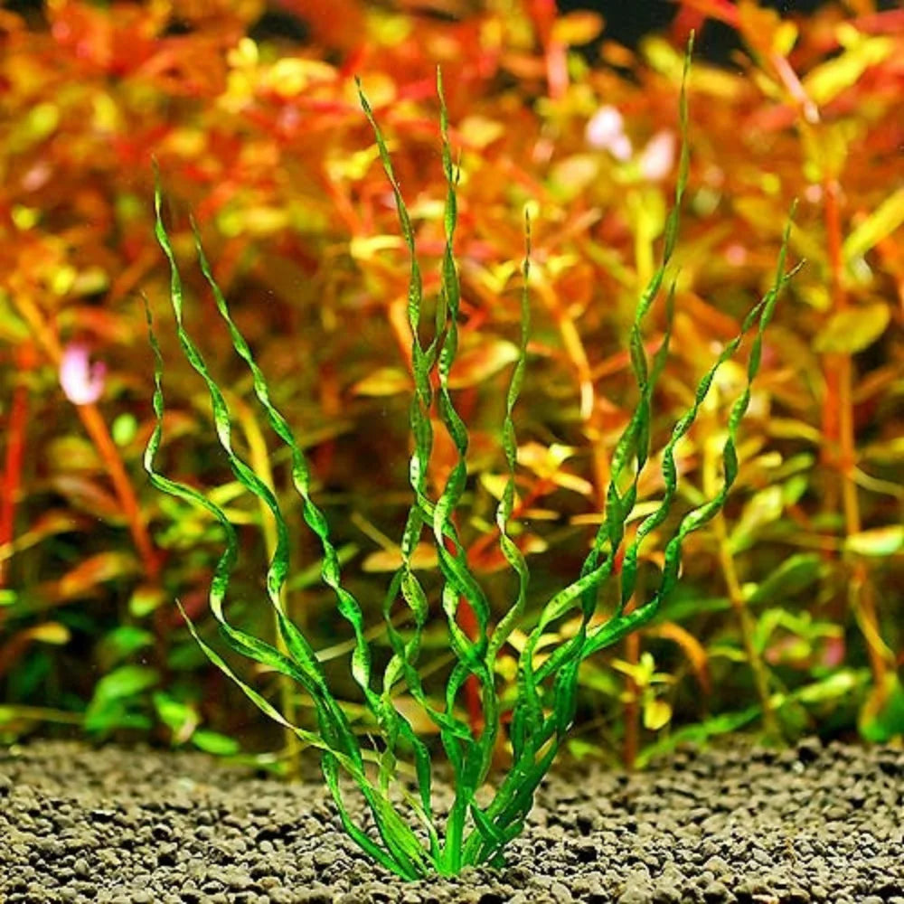 Echinodorus Vesuvius