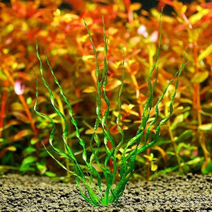 Echinodorus Vesuvius