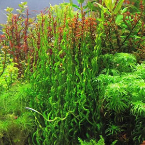 Echinodorus Vesuvius