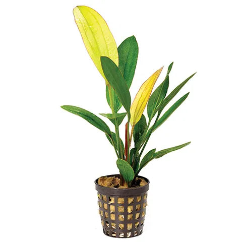 Rare - Echinodorus Rose