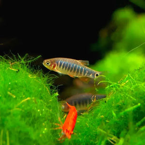 Emerald Dwarf Rasbora