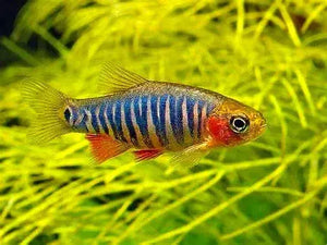 Emerald Dwarf Rasbora