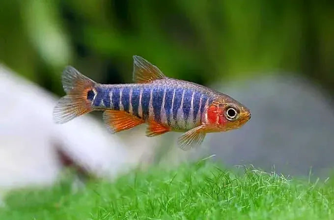 Emerald Dwarf Rasbora