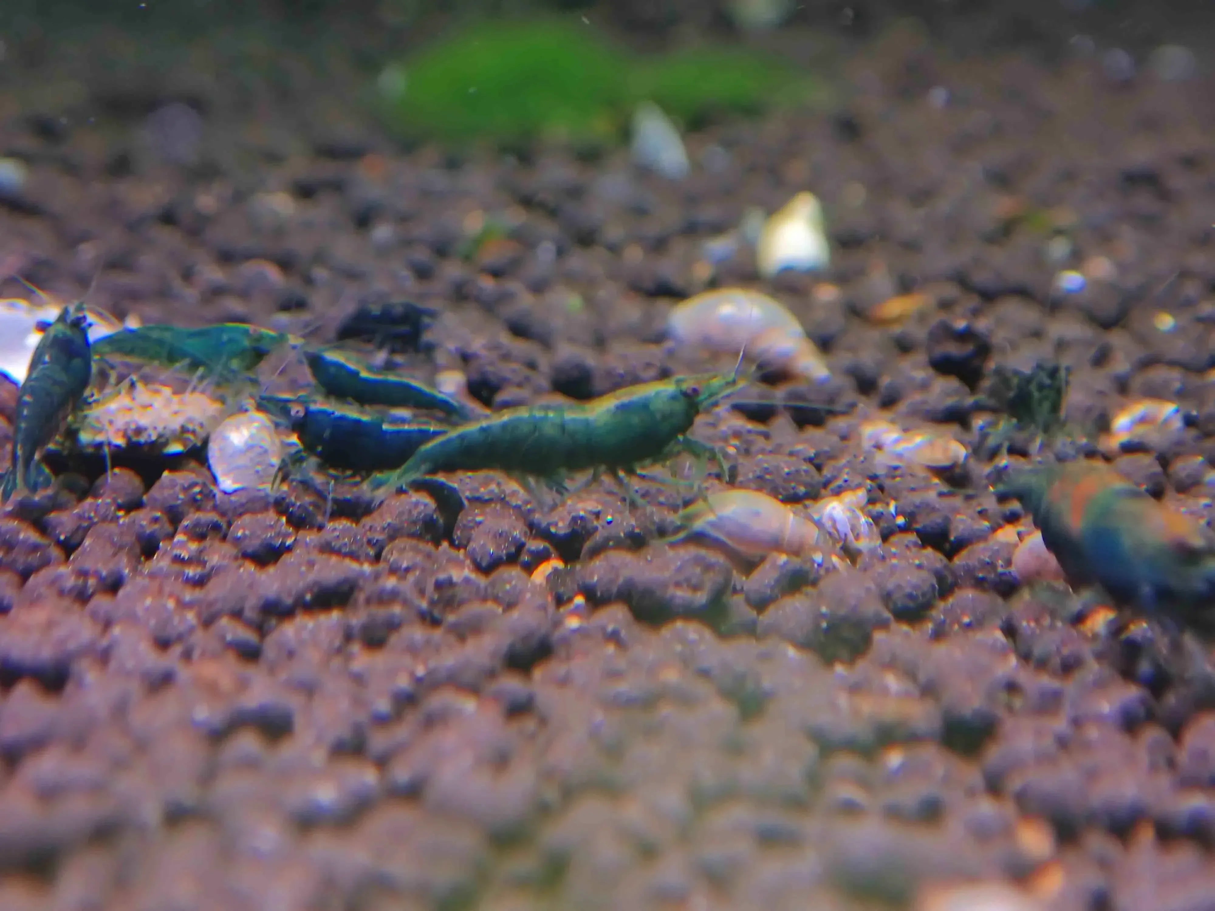 Emerald Green Cherry Shrimp - Rare