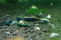Emerald Green Cherry Shrimp - Rare