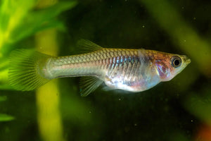 Endler Guppy - Assorted Female 3.5 cm big size