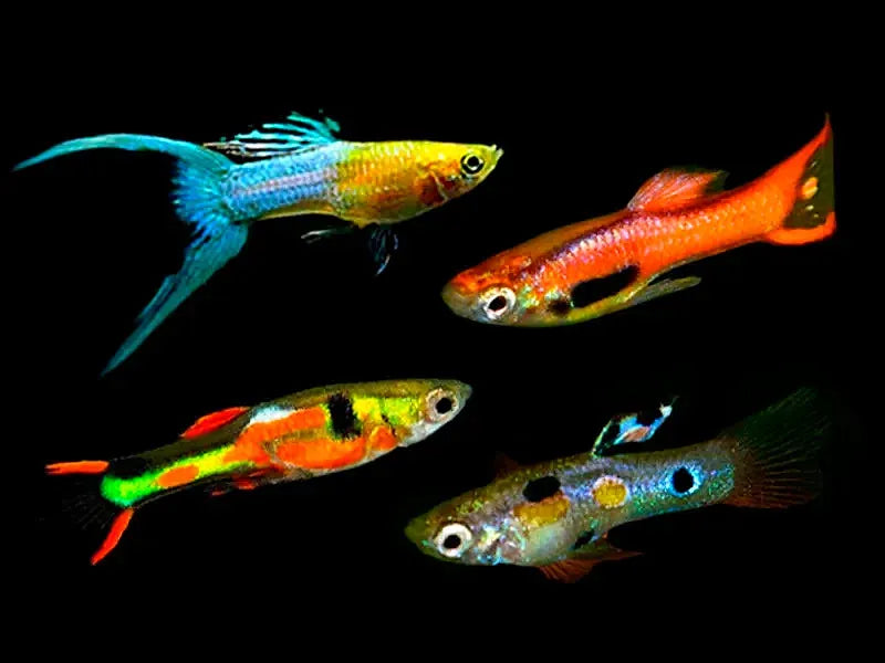 Endler Guppy - Assorted Male