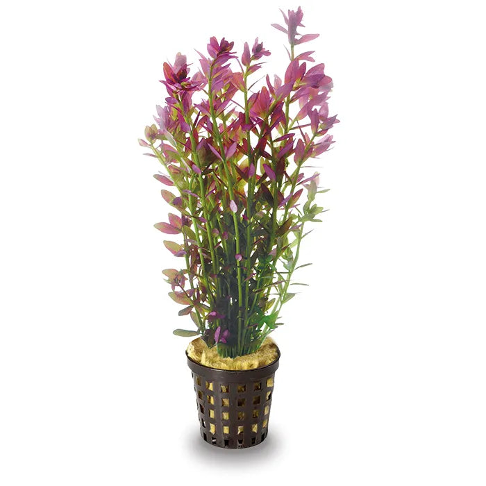 Micranthemum - Pink Baby Tears 5cm pot