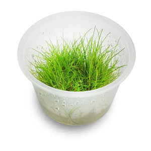 Tissue Culture - Eleocharis Acicularis mini - HG Micro Aquatic Shop
