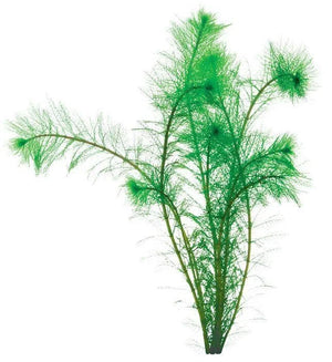 Filigree Milfoil