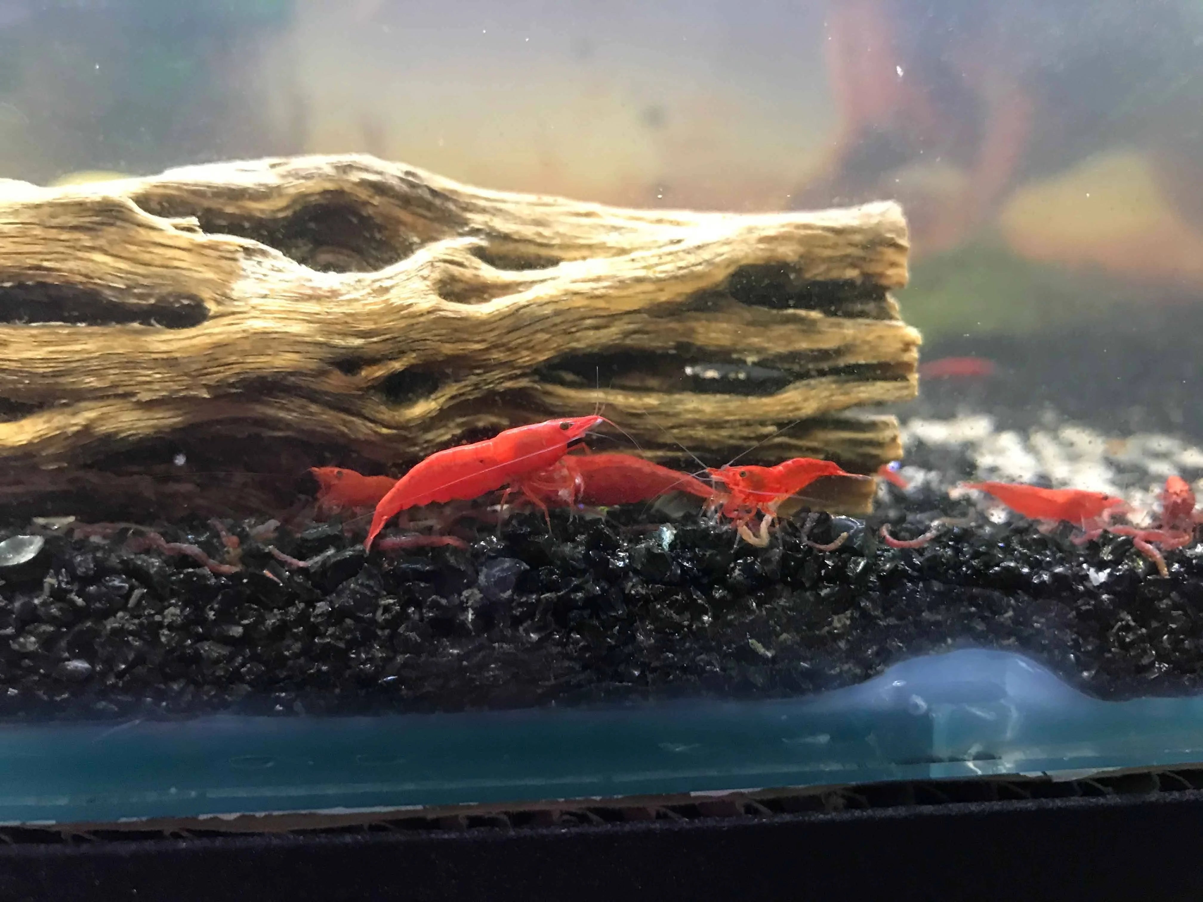 Fire Red Cherry Shrimp